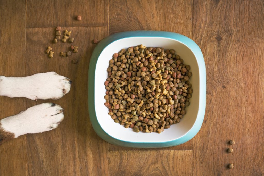 Dog food in bowl